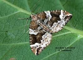 Attēlu rezultāti vaicājumam “Eulithis prunata”