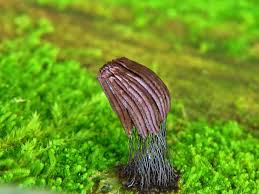 Attēlu rezultāti vaicājumam “Stemonitis fusca plasmodium”