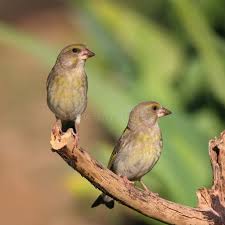 Attēlu rezultāti vaicājumam “Chloris chloris female”
