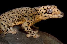 Attēlu rezultāti vaicājumam “Lycogala convexum”