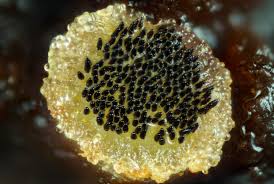 Attēlu rezultāti vaicājumam “Ascobolus furfuraceus”