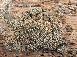 Attēlu rezultāti vaicājumam “Diderma floriforme”