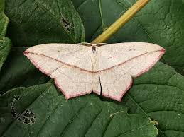 Attēlu rezultāti vaicājumam “Timandra comae”