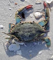 Image result for Callinectes sapidus