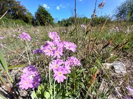 Attēlu rezultāti vaicājumam “Primula farinosa flower”
