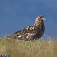 Image result for Stercorarius skua