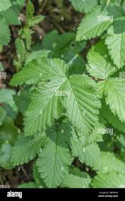 Attēlu rezultāti vaicājumam “Filipendula ulmaria  leaf”
