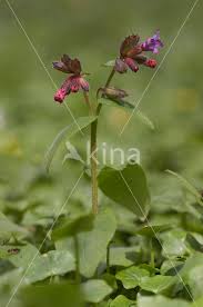 Attēlu rezultāti vaicājumam “Pulmonaria obscura”