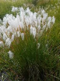 Attēlu rezultāti vaicājumam “Trichophorum alpinum”