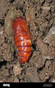 Attēlu rezultāti vaicājumam “Hepialus lupulinus”