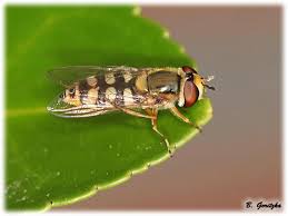 Attēlu rezultāti vaicājumam “Eupeodes corollae”