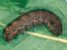 Attēlu rezultāti vaicājumam “Comatricha pulchella”