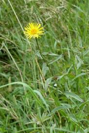 Attēlu rezultāti vaicājumam “Inula salicina leaf”