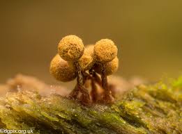 Attēlu rezultāti vaicājumam “Cribraria argillacea spores”