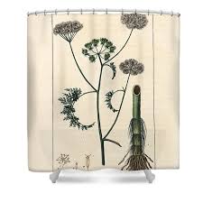 Attēlu rezultāti vaicājumam “Oenanthe aquatica flower”