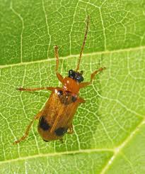 Attēlu rezultāti vaicājumam “Phyllobrotica quadrimaculata”