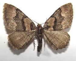 Attēlu rezultāti vaicājumam “Catarhoe rubidata”