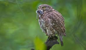 Attēlu rezultāti vaicājumam “Glaucidium passerinum”