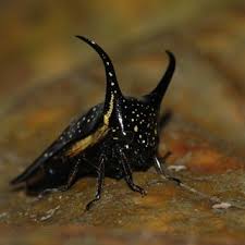 Attēlu rezultāti vaicājumam “Membracidae”