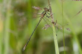 Attēlu rezultāti vaicājumam “Lestes sponsa”