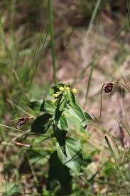 Attēlu rezultāti vaicājumam “Vincetoxicum hirundinaria fruit”