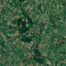 Attēlu rezultāti vaicājumam “Anomodon attenuatus sporophyte”