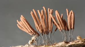 Attēlu rezultāti vaicājumam “Stemonitis pallida spores”