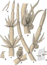 Attēlu rezultāti vaicājumam “Chara filiformis”
