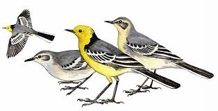 Attēlu rezultāti vaicājumam “Motacilla citreola male”