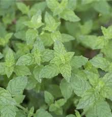 Image result for Mentha piperita