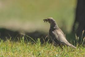 Image result for Turdus obscurus