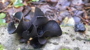 Attēlu rezultāti vaicājumam “Ionomidotis irregularis”