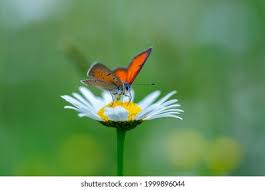 Attēlu rezultāti vaicājumam “Lycaena hippothoe female”