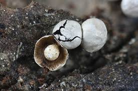 Attēlu rezultāti vaicājumam “Diderma umbilicatum macro”