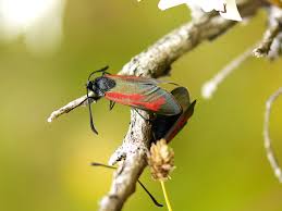 Attēlu rezultāti vaicājumam “Zygaena minos”