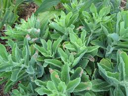 Attēlu rezultāti vaicājumam “Hylotelephium telephium leaf”