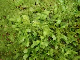 Attēlu rezultāti vaicājumam “Radula complanata”