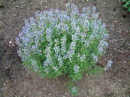 Attēlu rezultāti vaicājumam “Dracocephalum ruyschiana”