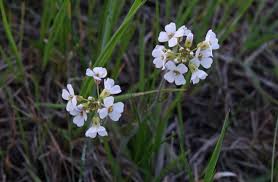 Attēlu rezultāti vaicājumam “Cardaminopsis arenosa leaf”