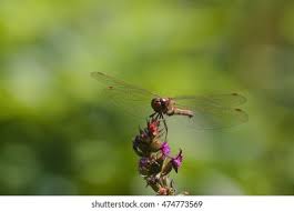 Attēlu rezultāti vaicājumam “Sympetrum vulgatum male”