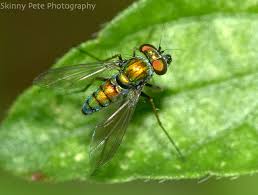 Attēlu rezultāti vaicājumam “Dolichopodidae”
