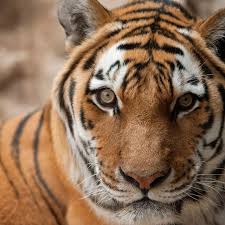 Afbeeldingsresultaat voor tijgers