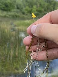 Attēlu rezultāti vaicājumam “Utricularia intermedia flower”