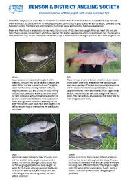 Image result for Becmain Angling Society