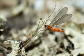 Attēlu rezultāti vaicājumam “Cecidomyiidae”