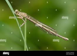 Attēlu rezultāti vaicājumam “Platycnemis pennipes”