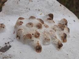 Attēlu rezultāti vaicājumam “Agathomyia wankowiczii”