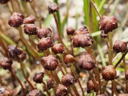 Attēlu rezultāti vaicājumam “Preissia quadrata”