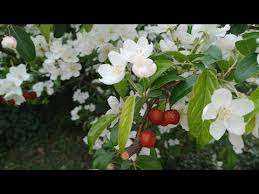 Attēlu rezultāti vaicājumam “Malus mandshurica fruit”