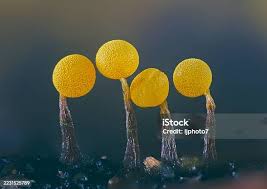 Attēlu rezultāti vaicājumam “Physarum oblatum”